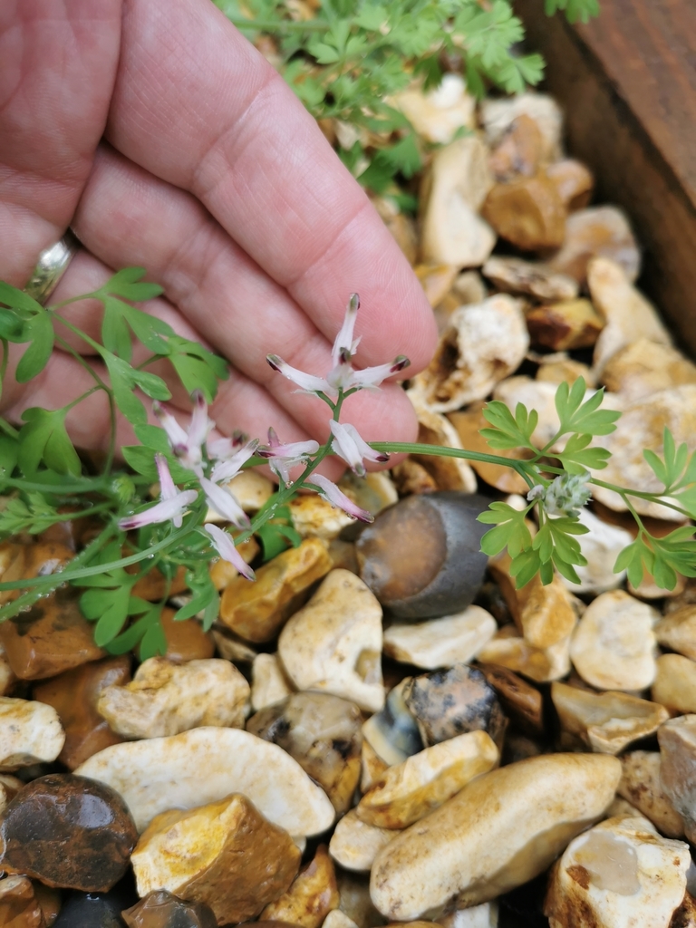 white rampingfumitory from Lightoaks Drive, Liverpool L26 6BW, UK on August 7, 2021 at 0355 PM