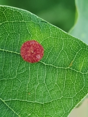 Neuroterus quercusbaccarum