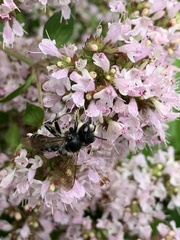 Megachile inermis