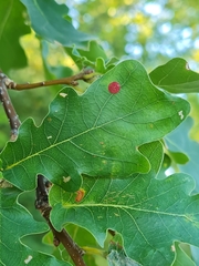 Neuroterus quercusbaccarum