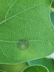 Neuroterus quercusbaccarum