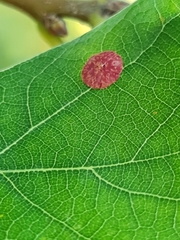 Neuroterus quercusbaccarum