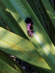 Xanthopastis regnatrix