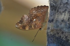 Cymothoe excelsa excelsa