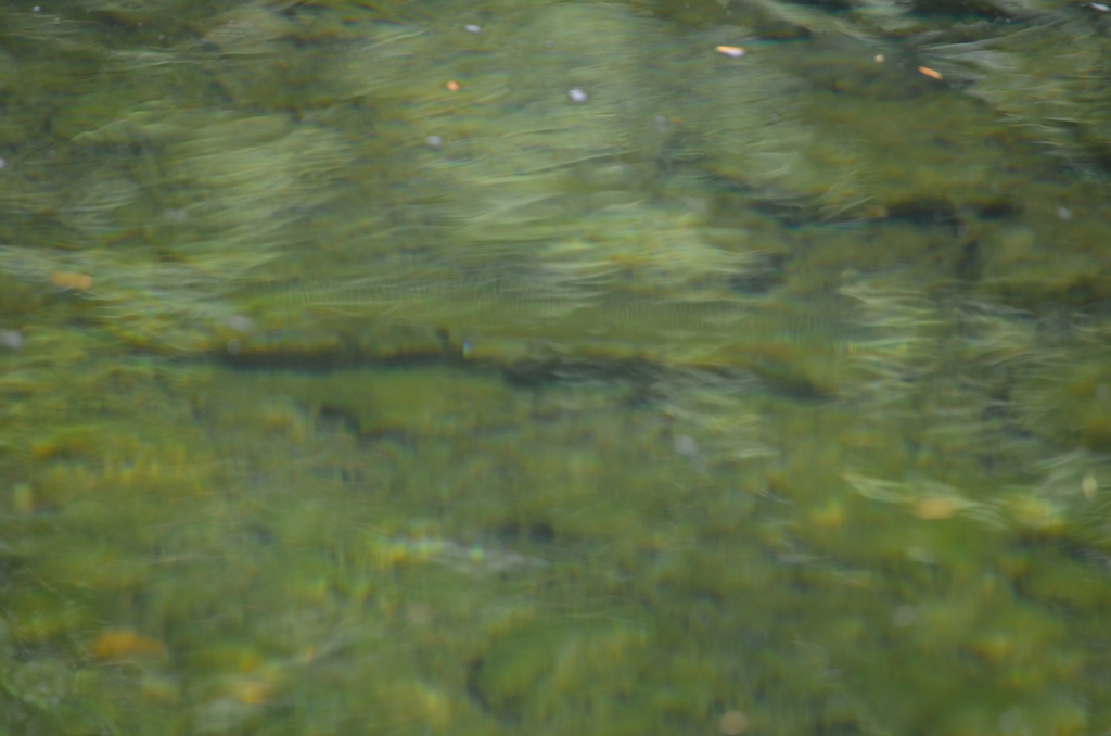 Coastal Cutthroat Trout from Nanaimo, BC, Canada on August 4, 2021 at ...