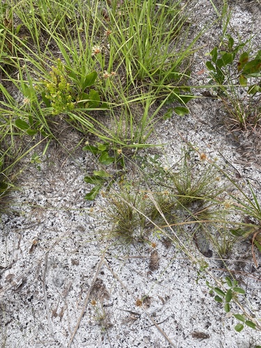Bulbostylis barbata image