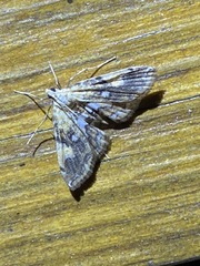 Elophila faulalis