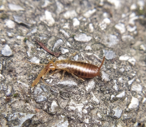 Petite Chélidoure
