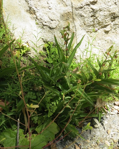 iNaturalist observation photo of Stream Orchid