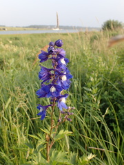 Delphinium cultorum