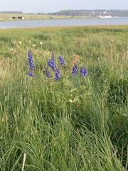 Delphinium cultorum