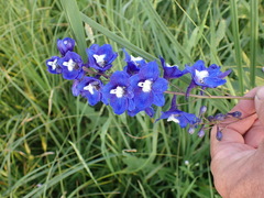 Delphinium cultorum