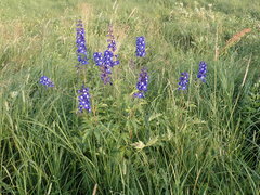 Delphinium cultorum