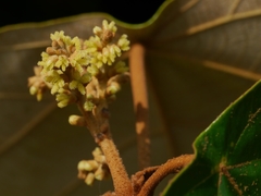 Mallotus tetracoccus