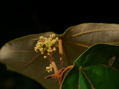 Mallotus tetracoccus