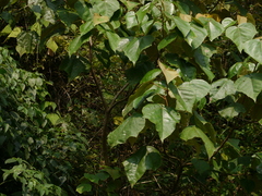 Mallotus tetracoccus