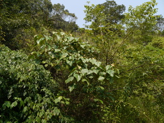 Mallotus tetracoccus