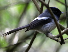 Trochocercus cyanomelas