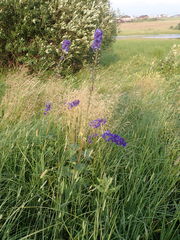 Delphinium cultorum