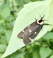 Lymantria semicincta