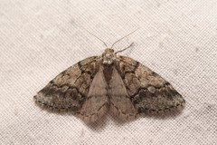 Tephronia lhommaria