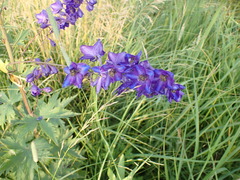 Delphinium cultorum