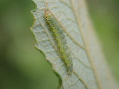 Agonopterix ocellana