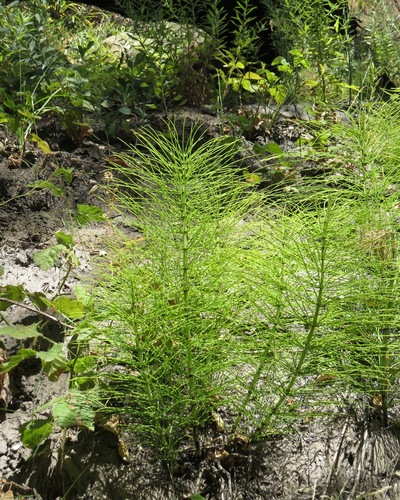 iNaturalist observation photo of great horsetail