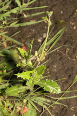 Sonchus asper