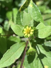 Melampodium costaricense