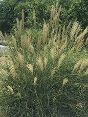 Miscanthus × longiberbis