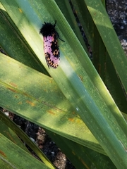 Xanthopastis regnatrix