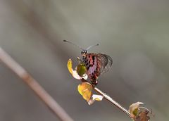 Acraea ranavalona