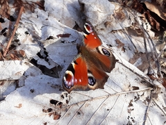 Aglais io