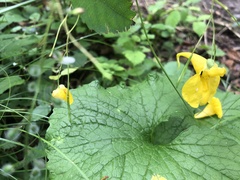 Impatiens noli-tangere