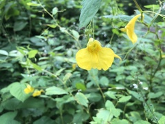 Impatiens noli-tangere
