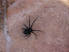 Latrodectus dahli