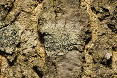 Lecidella elaeochroma