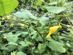 Impatiens noli-tangere
