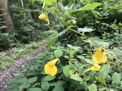 Impatiens noli-tangere