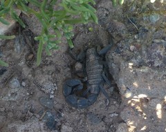 Androctonus mauritanicus