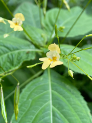 Impatiens parviflora