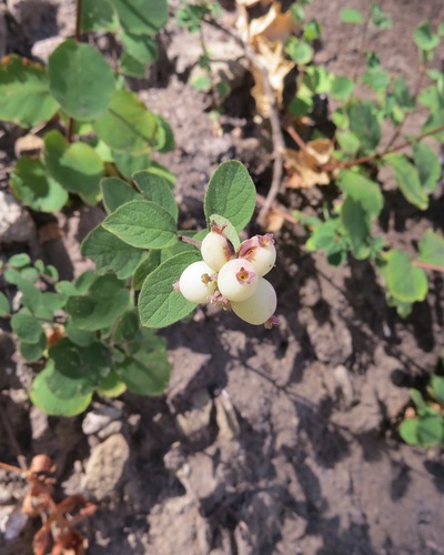 iNaturalist observation photo of Common Snowberry