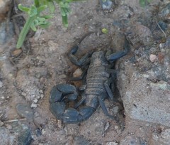 Androctonus mauritanicus