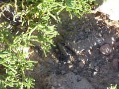 Androctonus mauritanicus