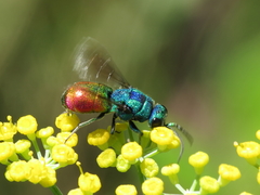 Chrysis comparata