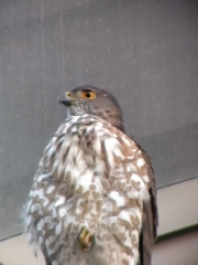 Accipiter virgatus