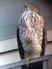 Accipiter virgatus