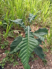 Warszewiczia coccinea