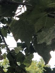 Platanus occidentalis